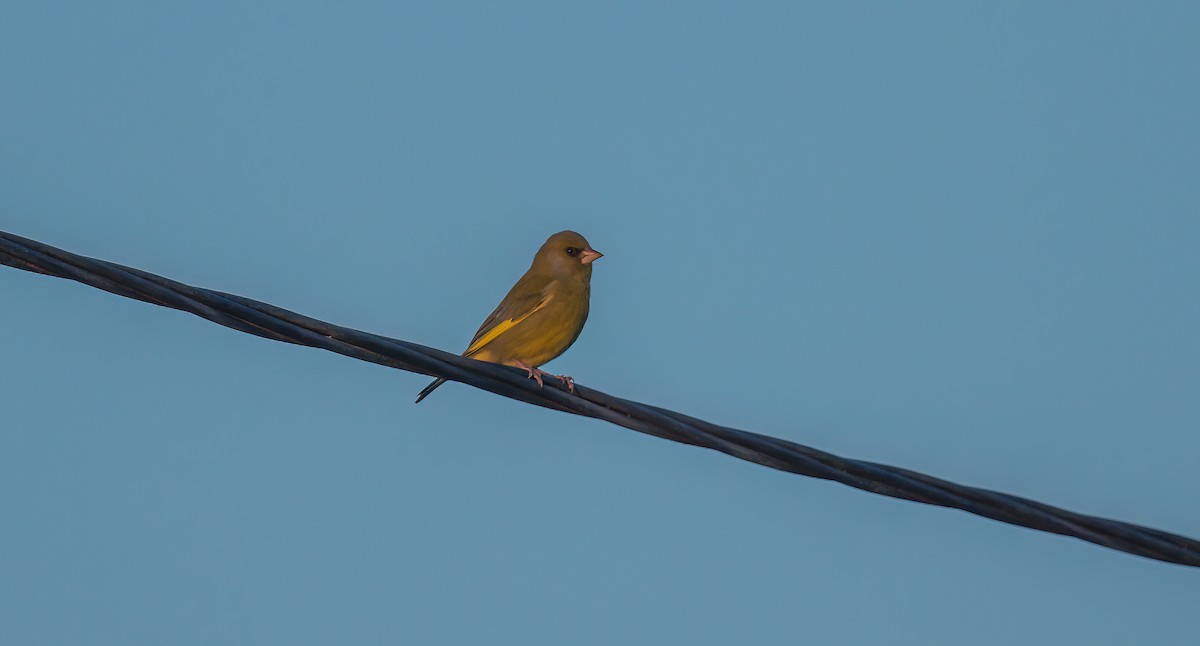 European Greenfinch - ML533757751