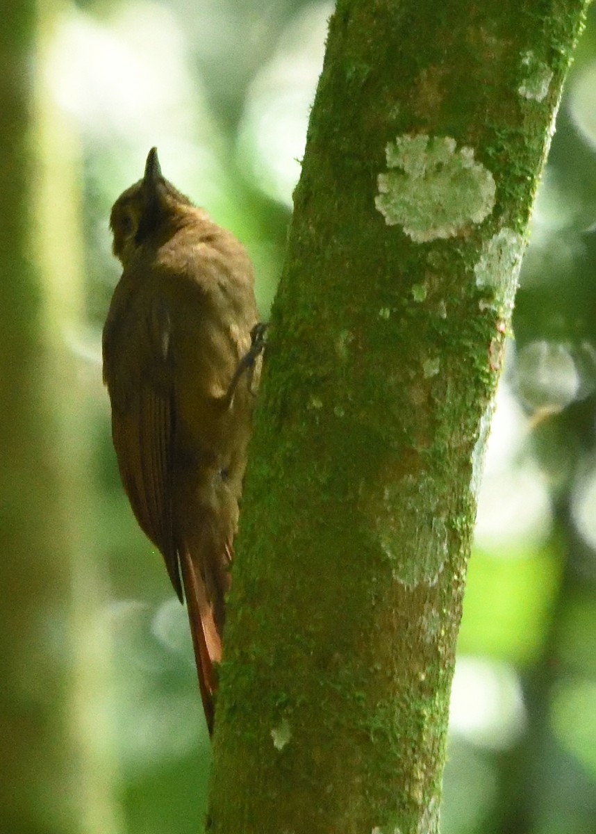 Plain-brown Woodcreeper - ML533759461