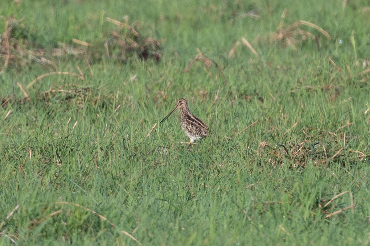 African Snipe - ML533759841