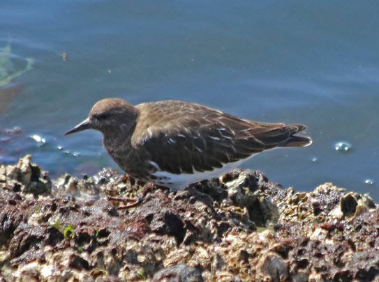 Black Turnstone - ML53376041