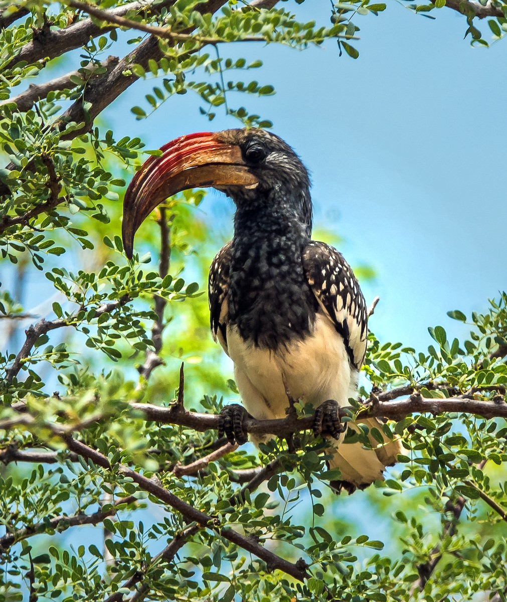 Monteiro's Hornbill - Russell Scott