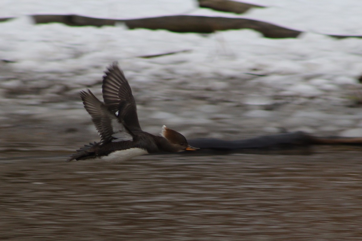 Hooded Merganser - ML533760911