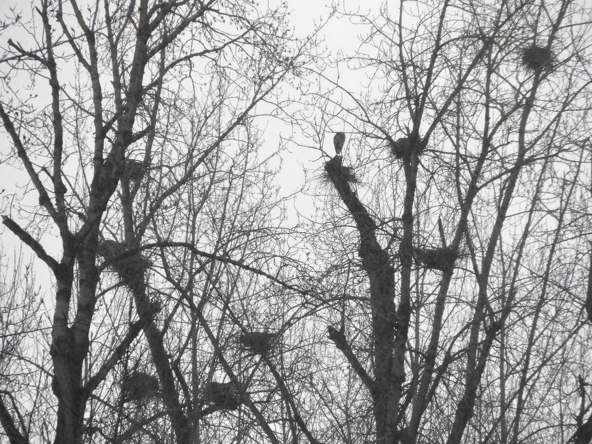 Great Blue Heron - Georgia Gerrior