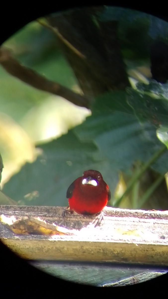 Crimson-backed Tanager - ML533762761