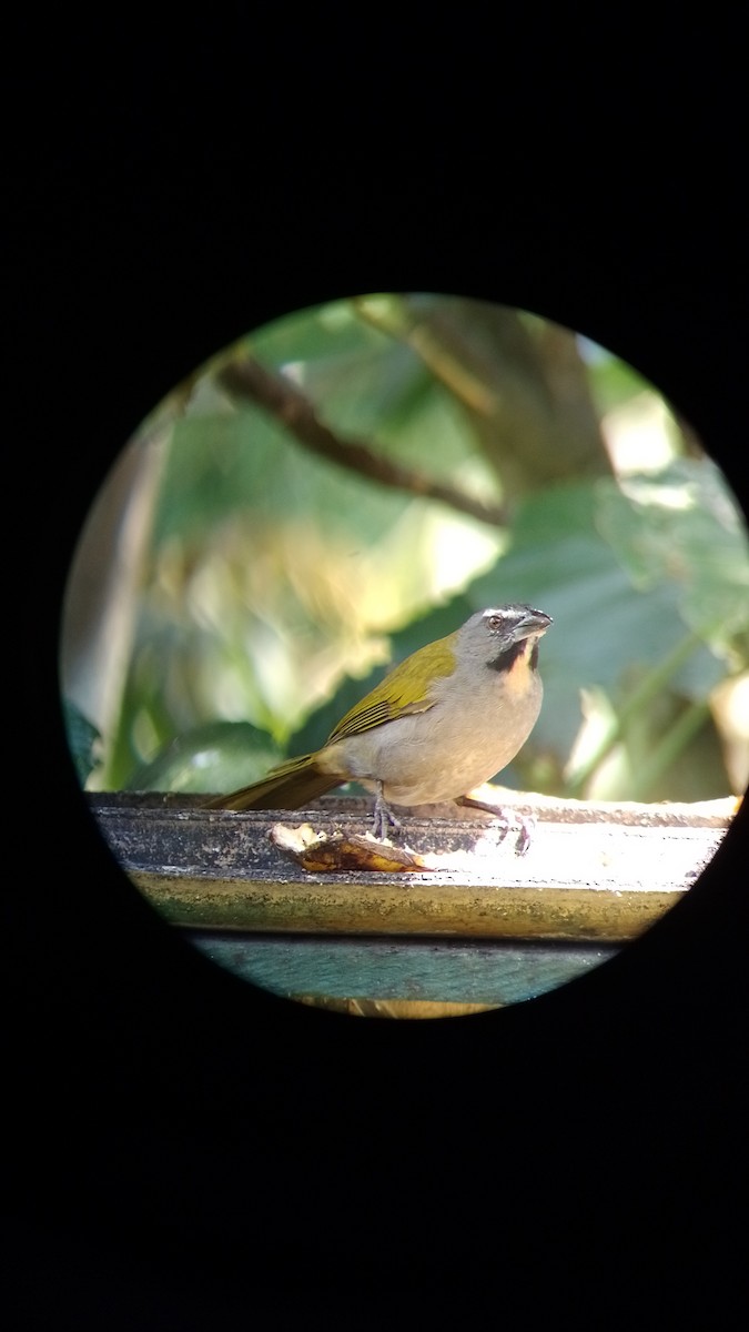 Buff-throated Saltator - ML533762981