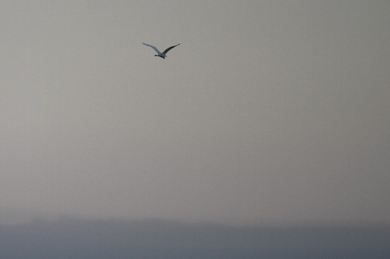 Great Egret - ML53376421