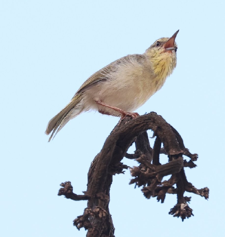 Stripe-throated Jery (Subdesert) - Wendy Howes