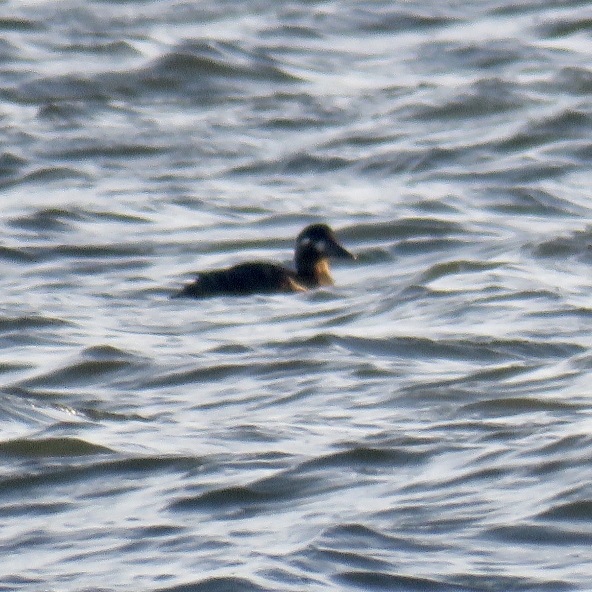 Surf Scoter - Jessica Anne