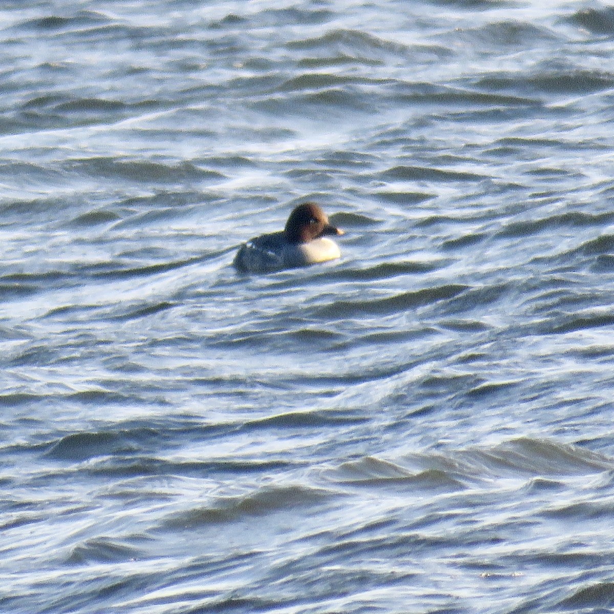 Common Goldeneye - ML533766931