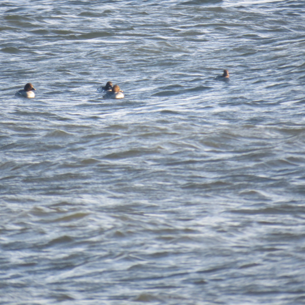 Common Goldeneye - ML533766951