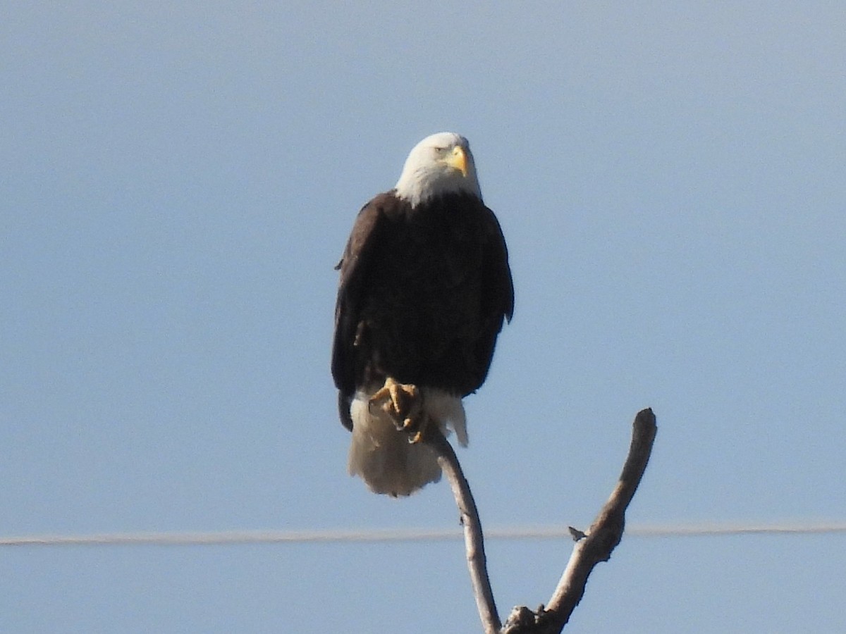 Bald Eagle - Ed Daniels