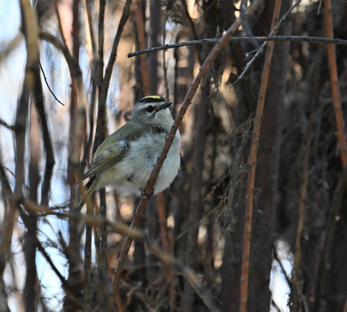 Golden-crowned Kinglet - Ronnie Reed
