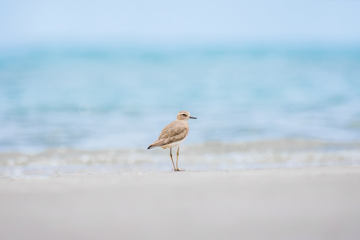 Oriental Plover - ML53376731