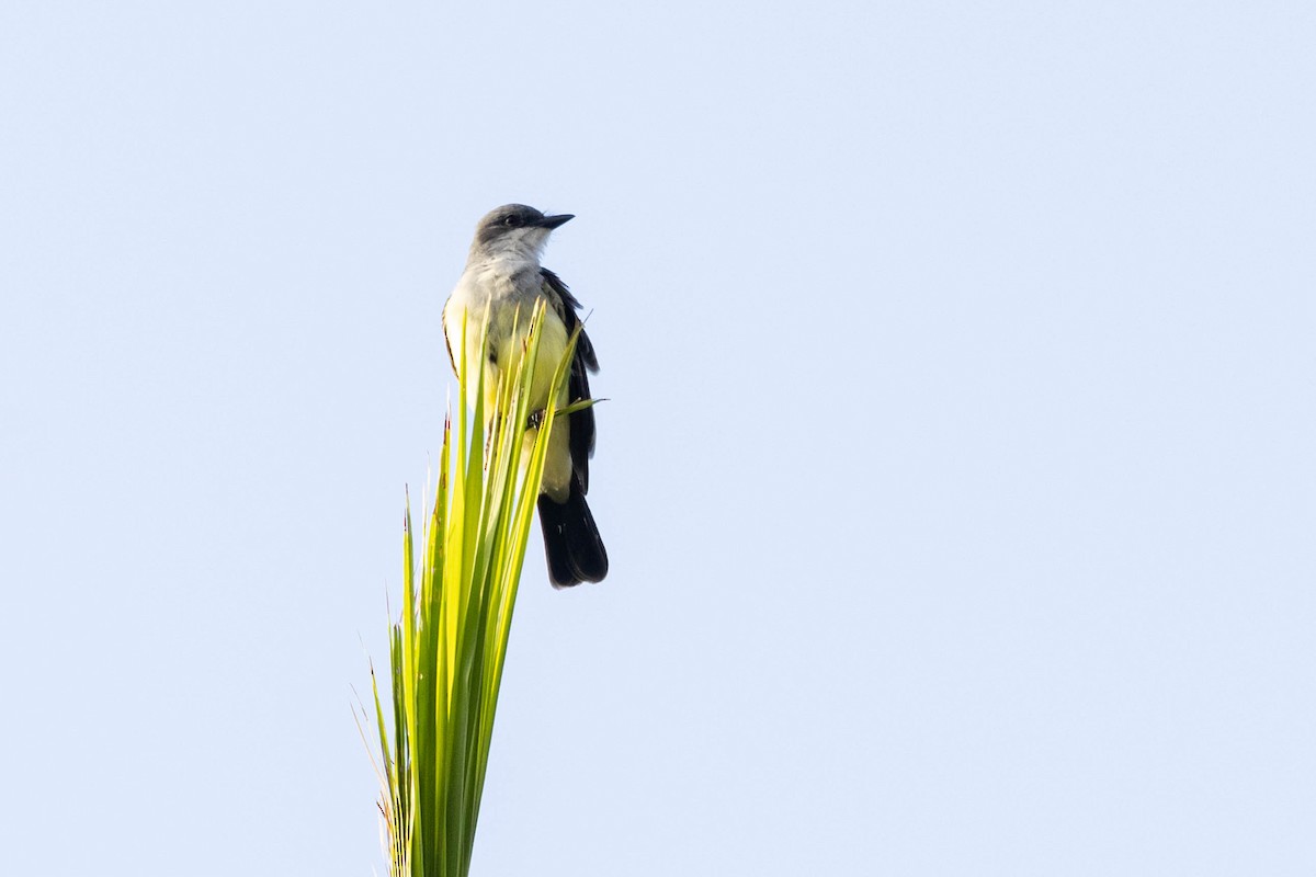 Snowy-throated Kingbird - ML533767901