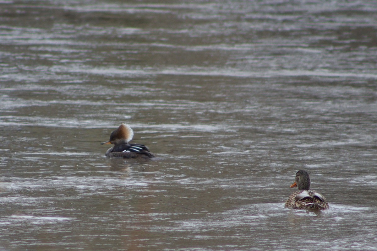 Hooded Merganser - ML533768391