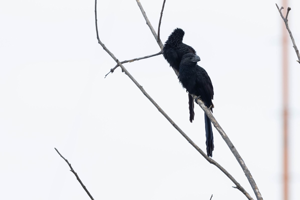 Groove-billed Ani - R M