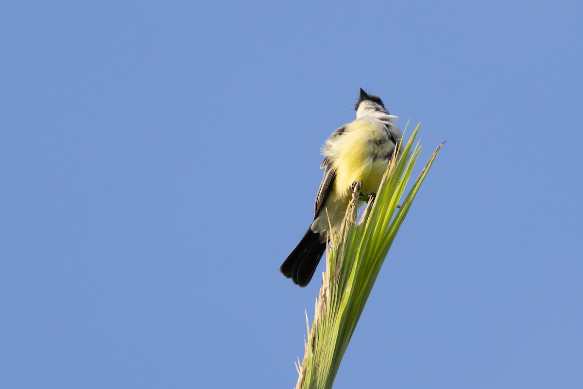 Snowy-throated Kingbird - R M