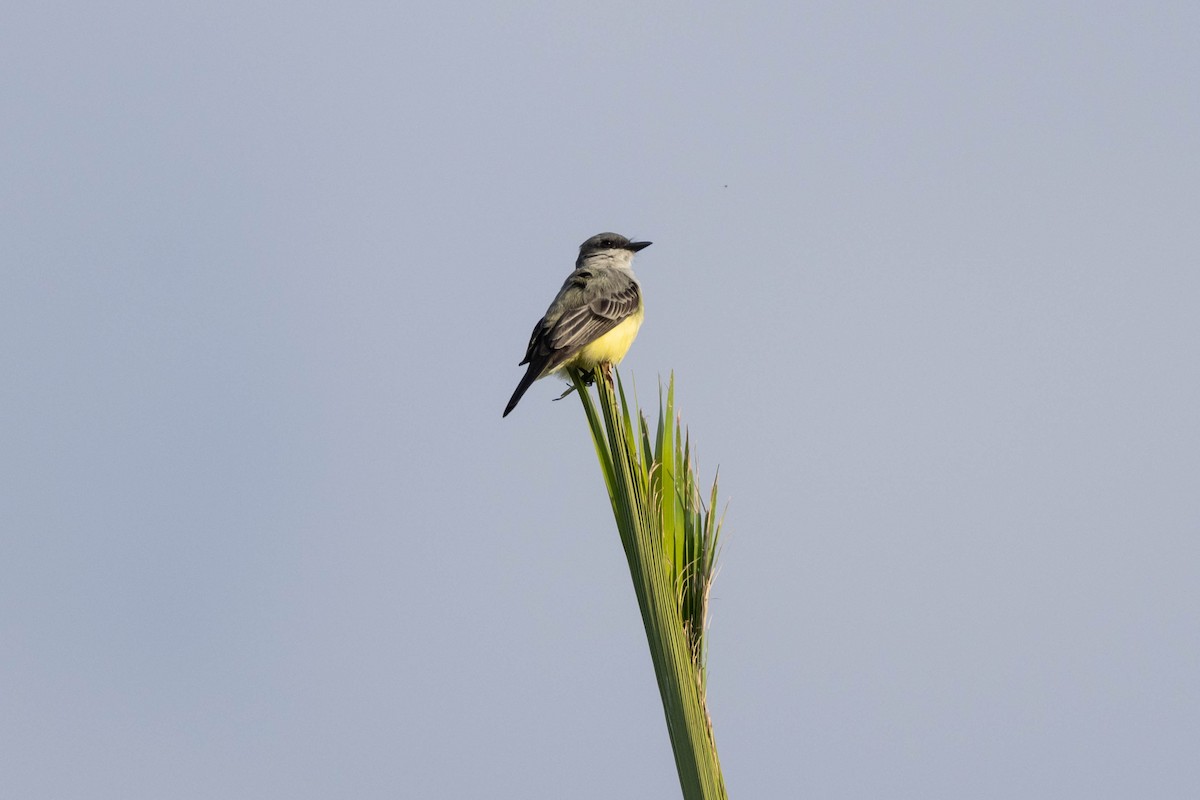 Snowy-throated Kingbird - R M