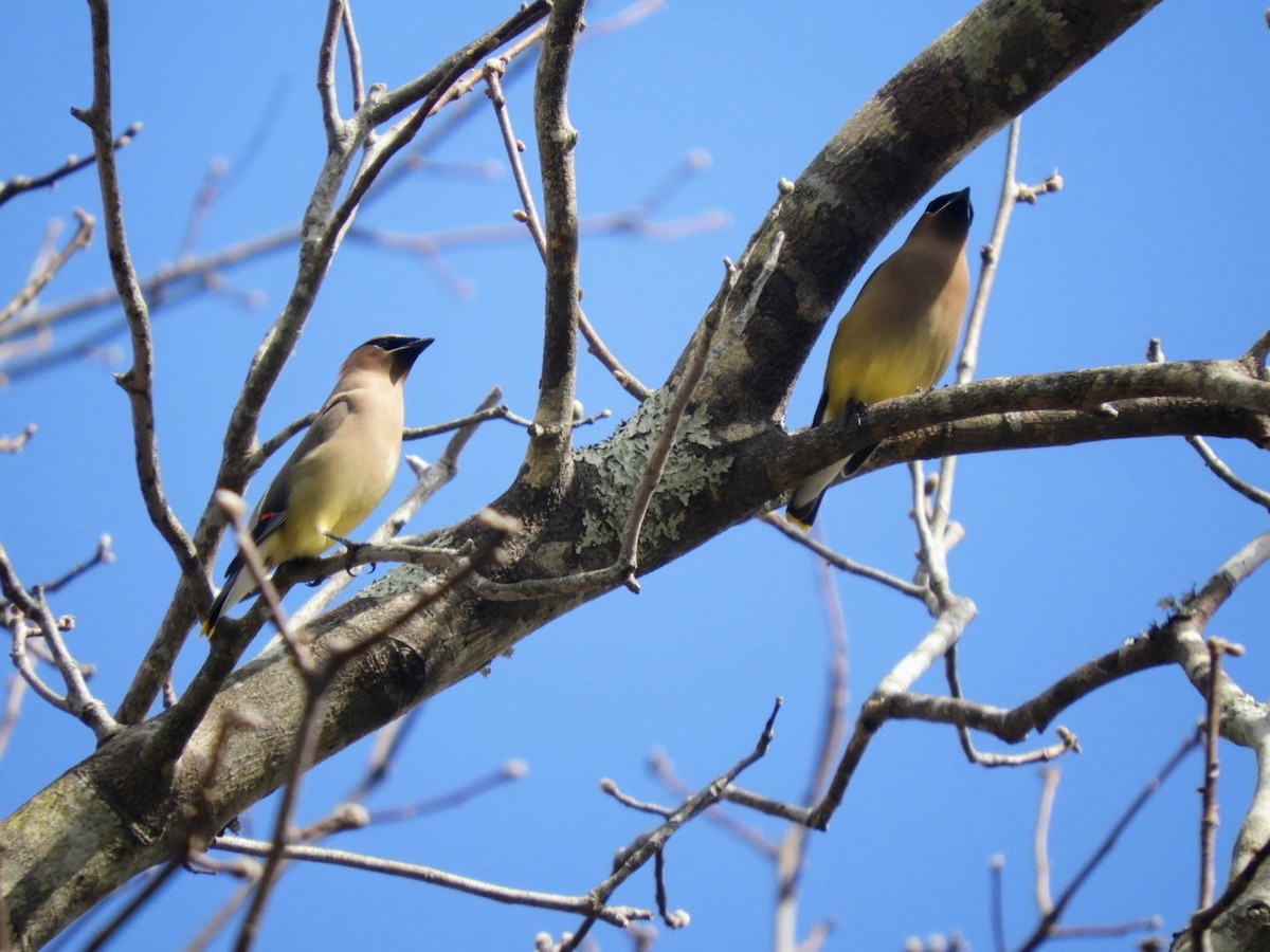 Cedar Waxwing - ML533769061