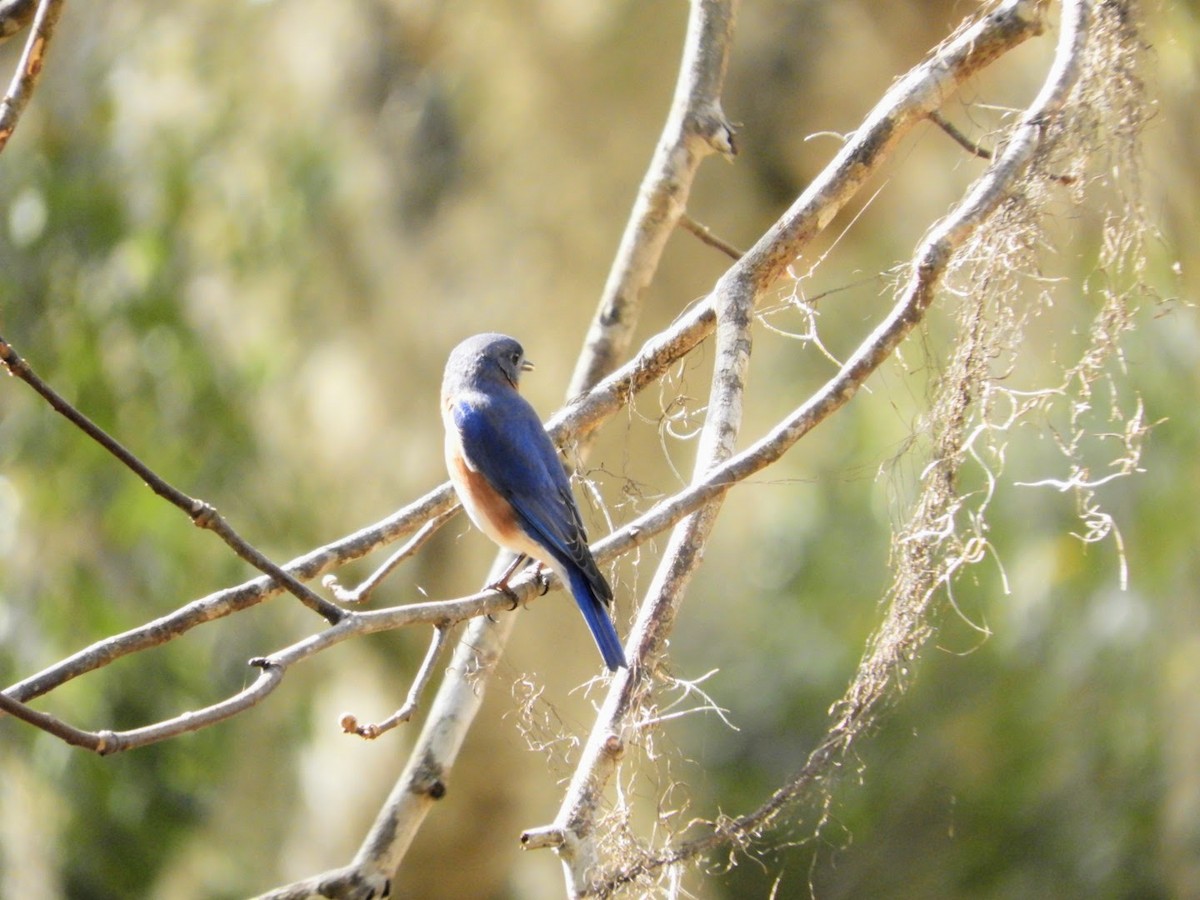 Eastern Bluebird - ML533769111