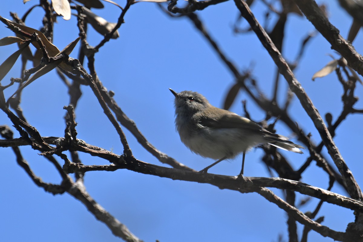 Gray Gerygone - Ting-Wei (廷維) HUNG (洪)