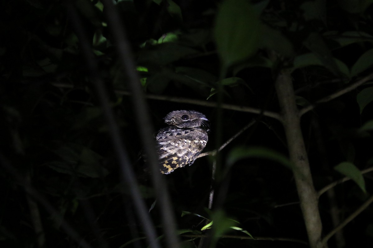 Yucatan Poorwill - David Rupp