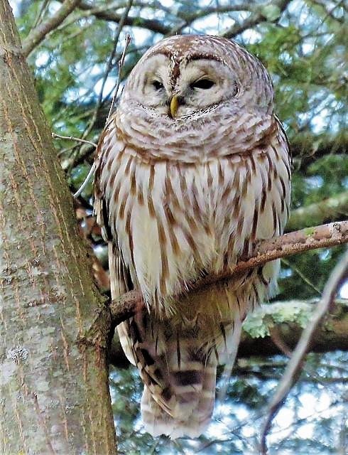 Barred Owl - Theresa Gessing