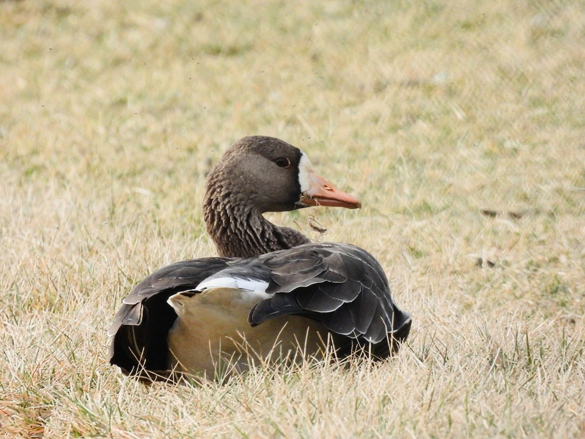 Greater White-fronted Goose - ML533770761