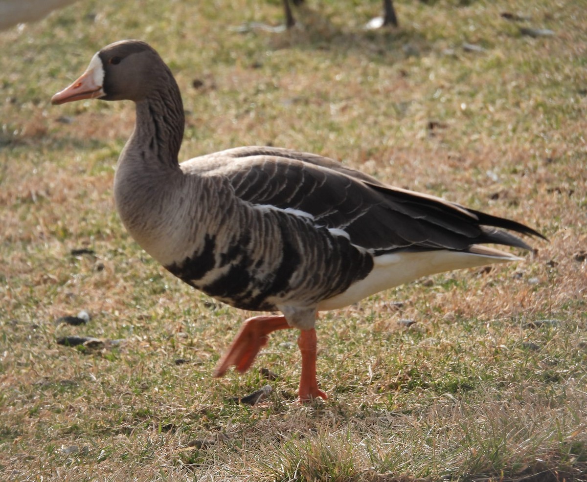 Greater White-fronted Goose - ML533770771