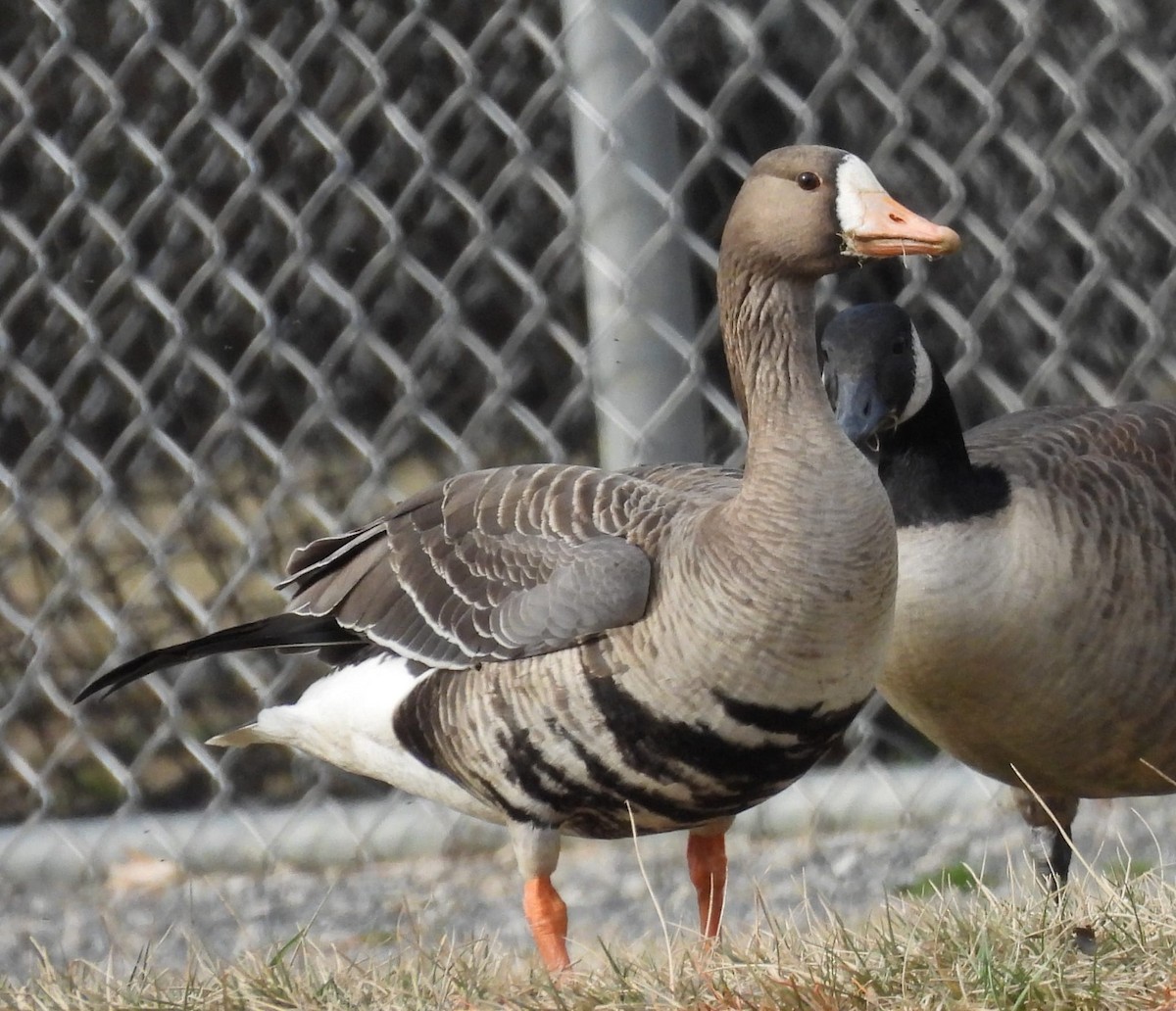 Greater White-fronted Goose - ML533770781