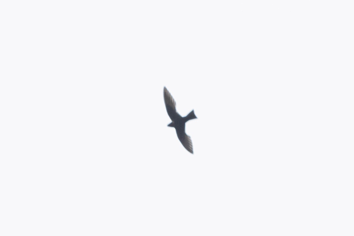 White-collared Swift - ML533771251