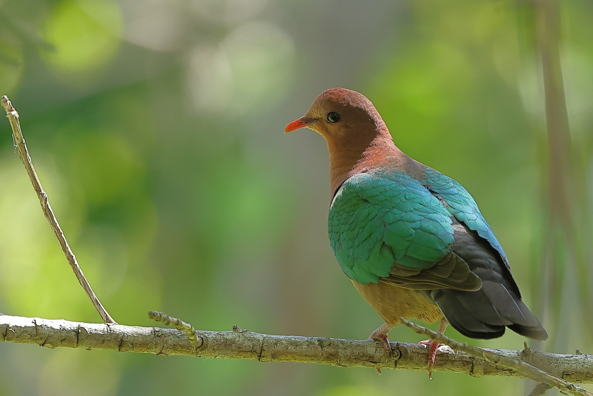 Pacific Emerald Dove - Tony Ashton