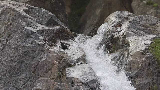 White-capped Dipper - ML533774081