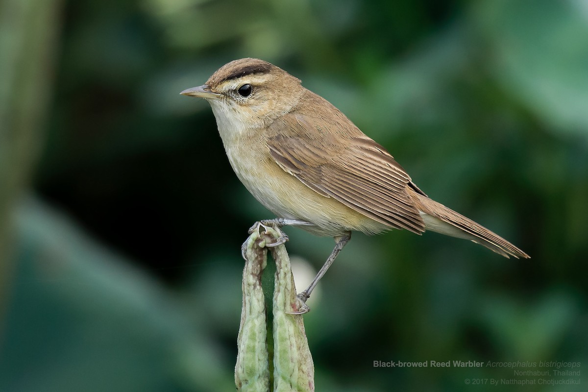 Black-browed Reed Warbler - Natthaphat Chotjuckdikul
