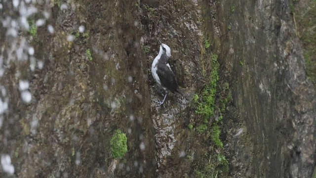 Cincle à tête blanche - ML533774131