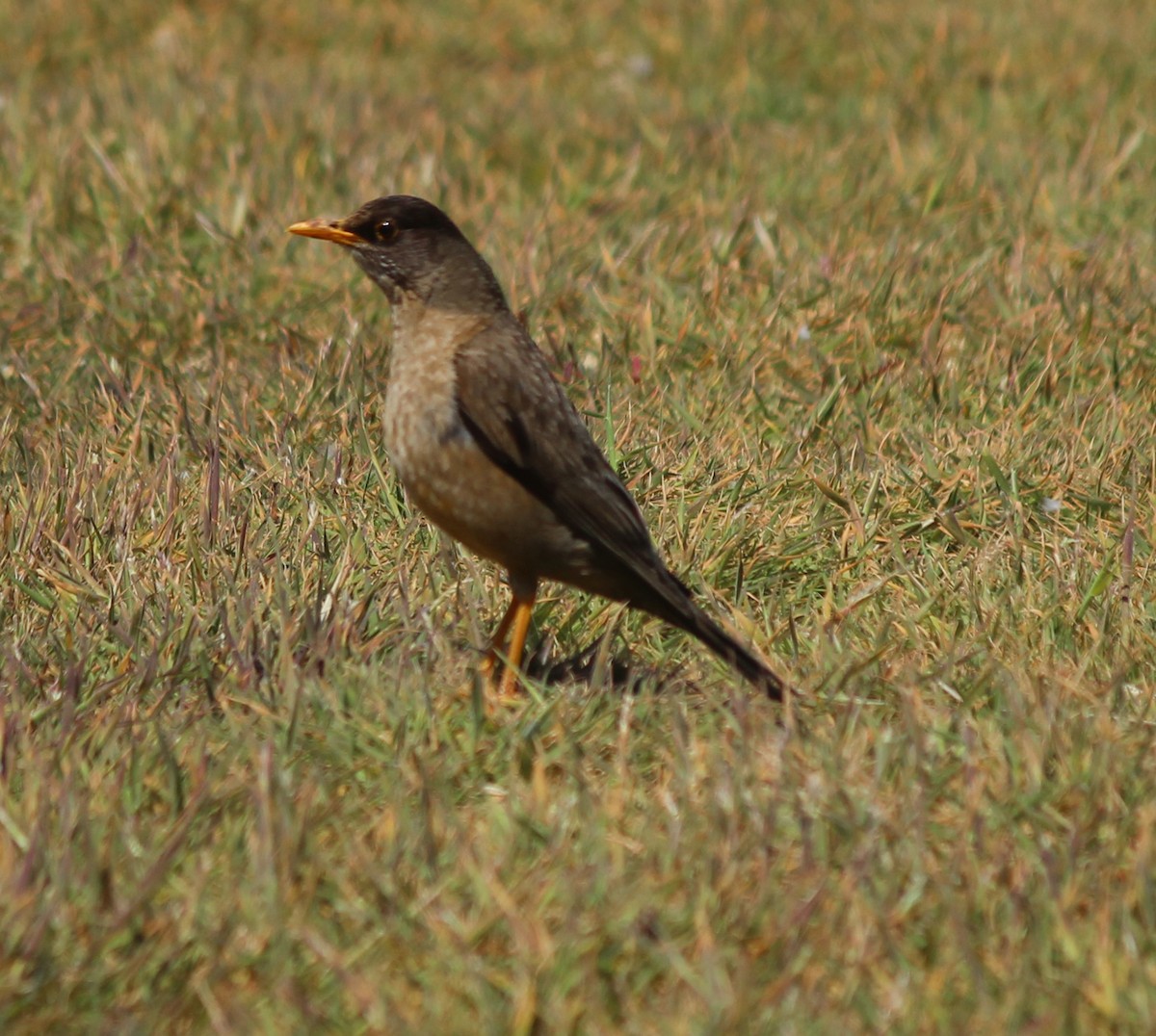 Zorzal Patagón - ML533775281