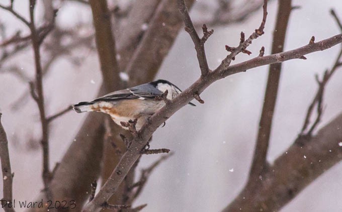 White-breasted Nuthatch - ML533775371