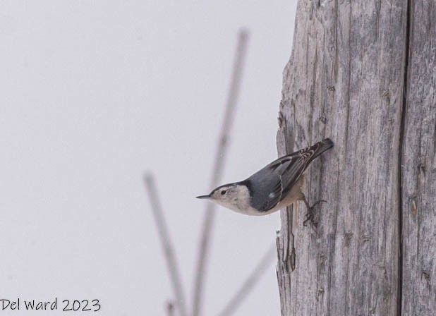 White-breasted Nuthatch - ML533775481