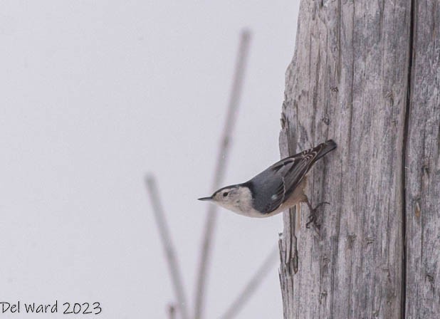 Sittelle à poitrine blanche - ML533775481