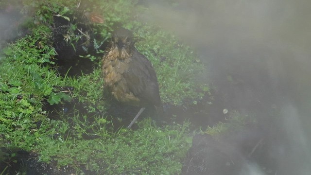 Tawny Antpitta - ML533775751