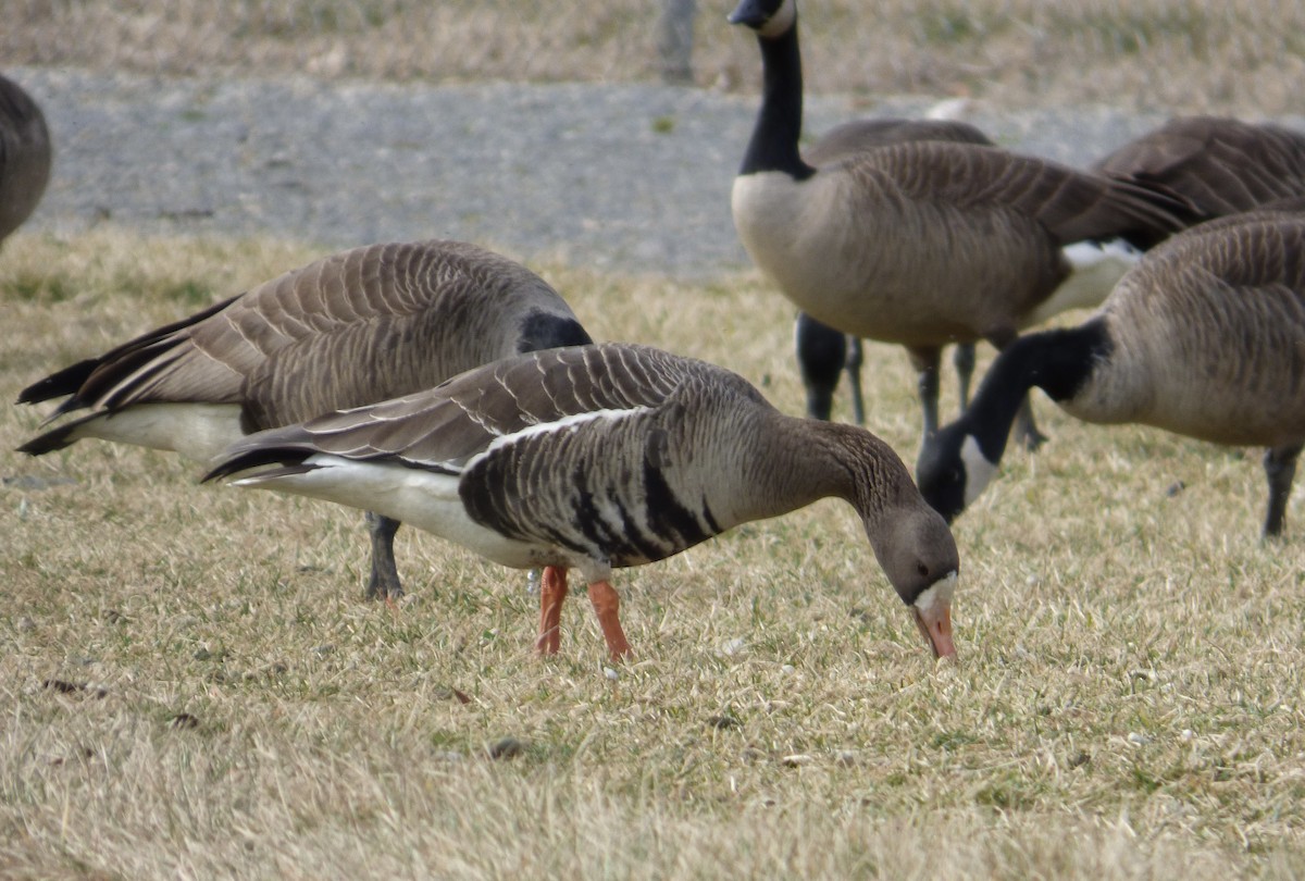 Greater White-fronted Goose - ML533776421