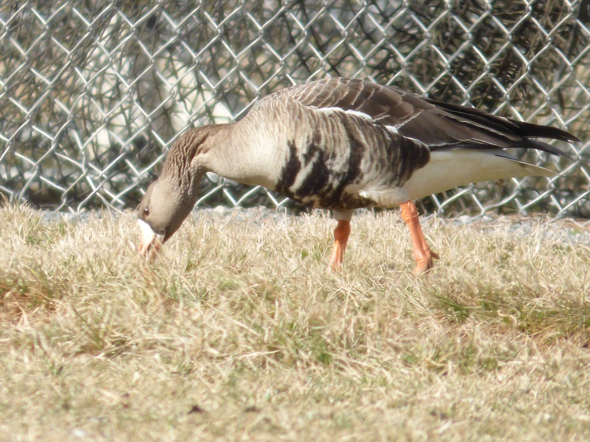 Greater White-fronted Goose - ML533776431