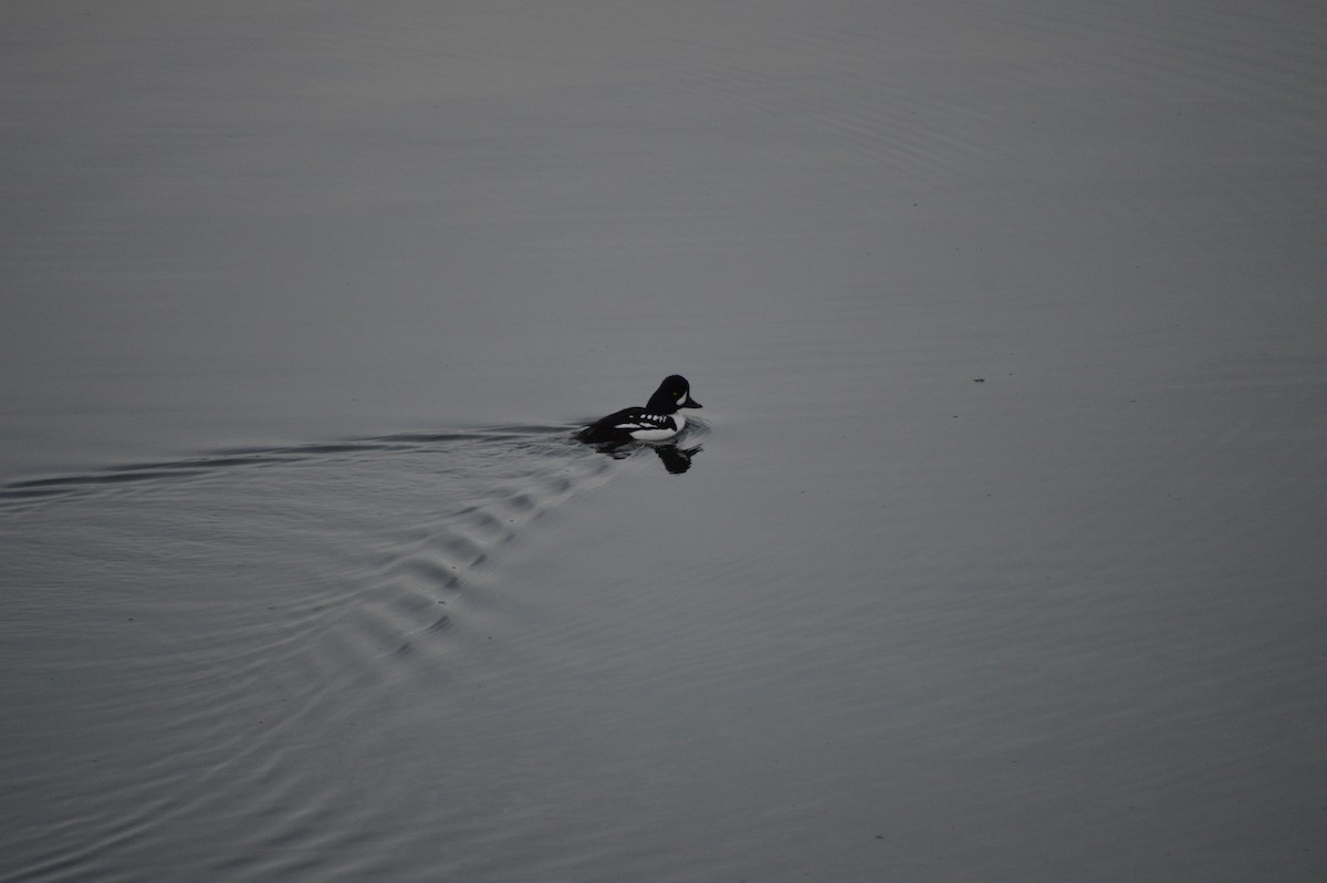 Barrow's Goldeneye - ML53377731