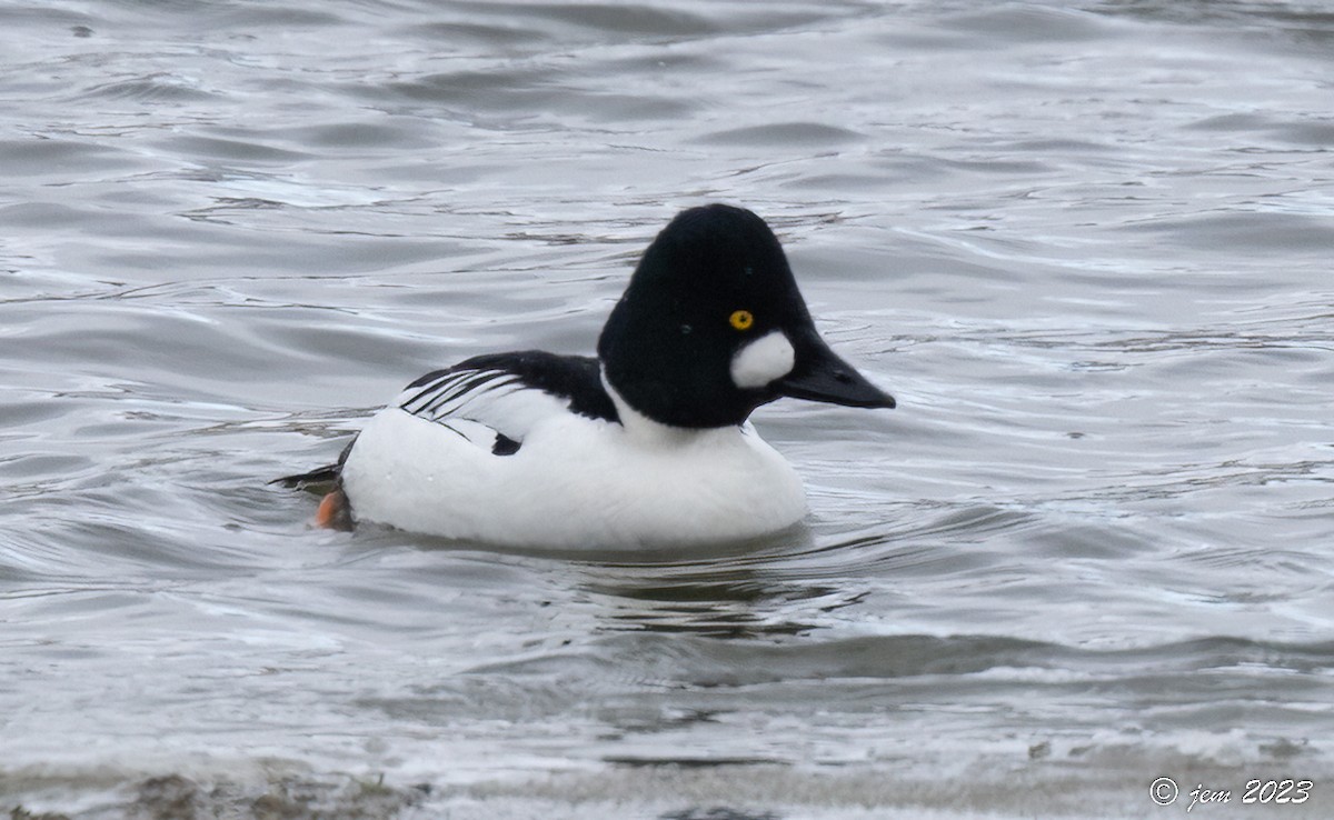 Common Goldeneye - Carl & Judi Manning