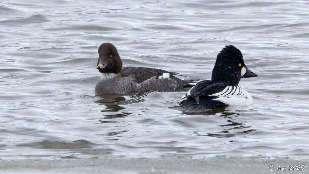 Common Goldeneye - Carl & Judi Manning