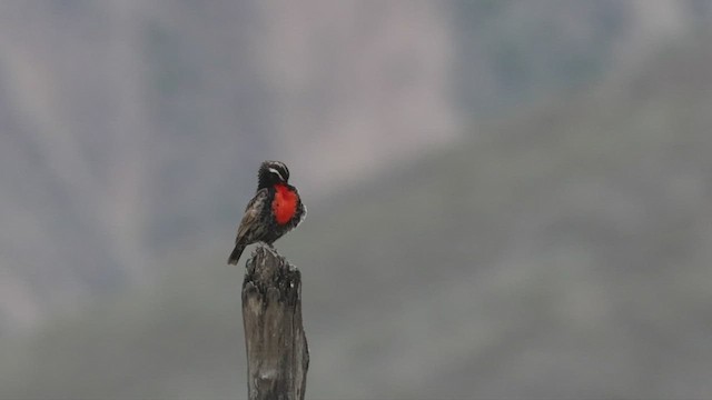 Peruvian Meadowlark - ML533778481