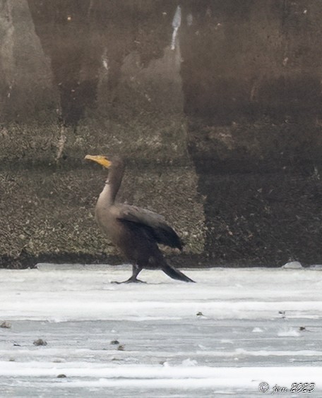 Double-crested Cormorant - ML533778891