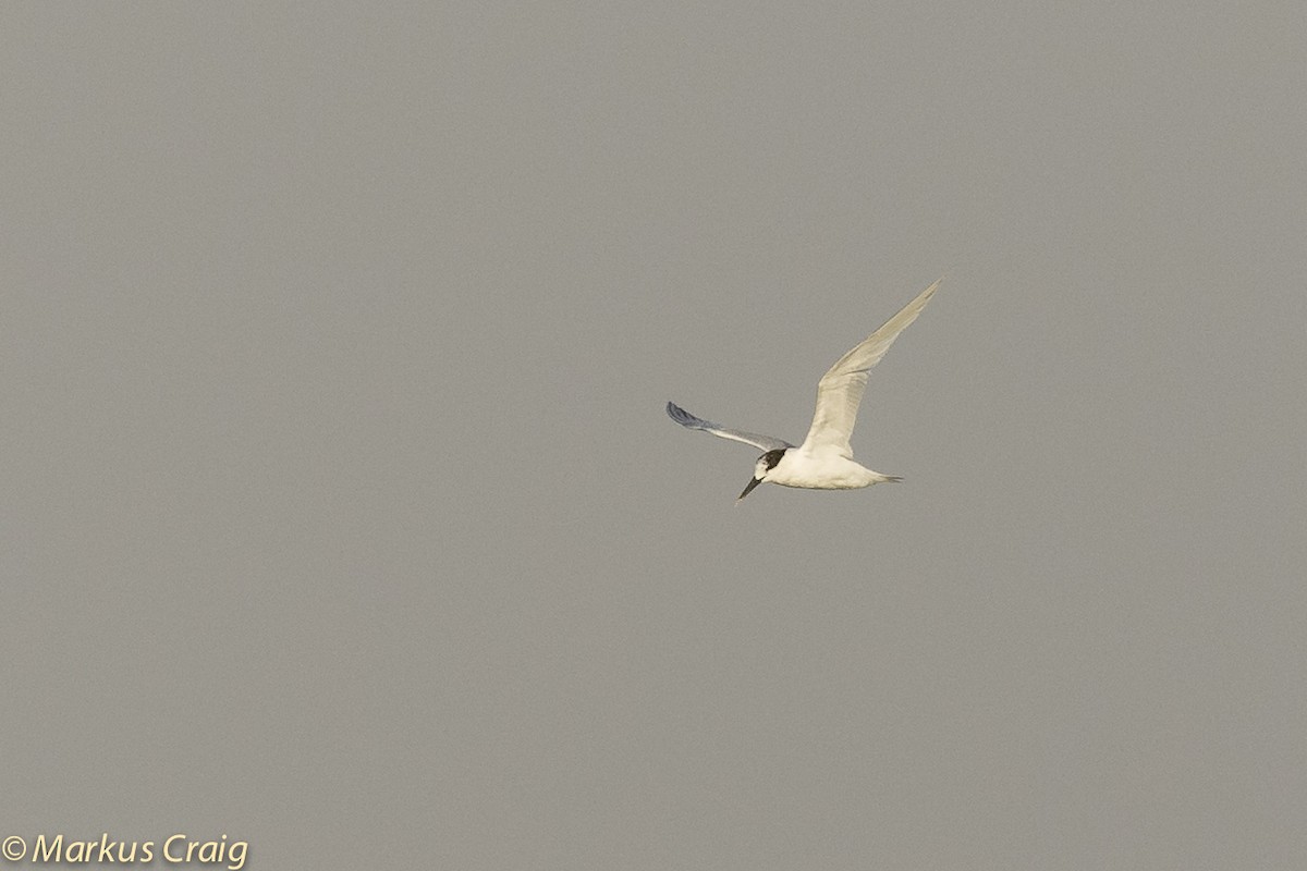 白嘴端燕鷗(sandvicensis) - ML53377961