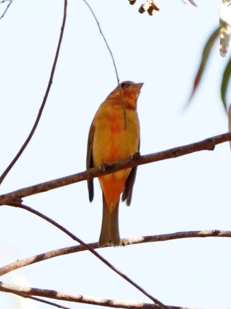 Summer Tanager - ML533779771