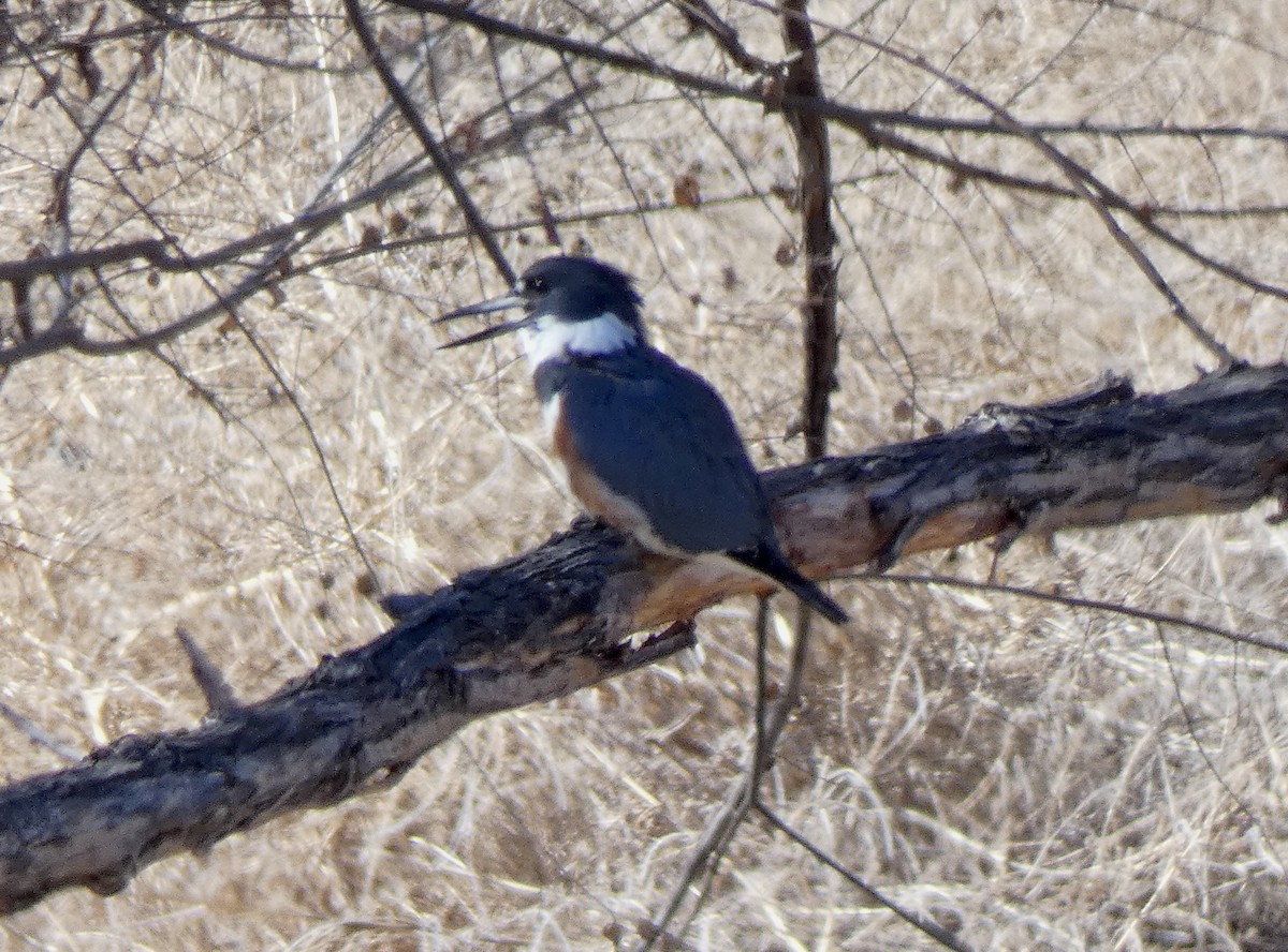 Belted Kingfisher - ML533779941